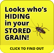 Insect infestations in stored grain