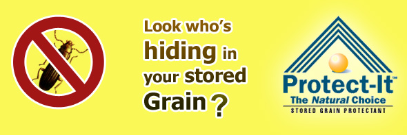 stored grain insects